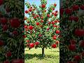 cherry tree growing timelapse video from seed to tree||#fruit #cherrypick