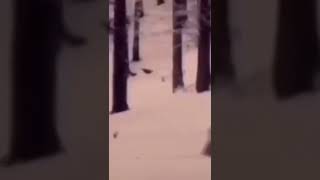 Неизвестное существо засняли камеру!!!!!!!!