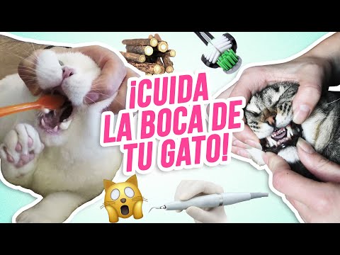 Video: Tomando en serio la salud dental de su gato