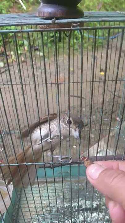 masteran paling langka ,suara paling kasar