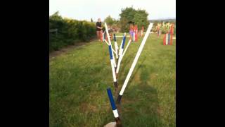 Teddy The Irish Terrier Learns Agility Weaves