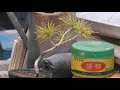 Building a cliff-like structure out of Japanese white pine is