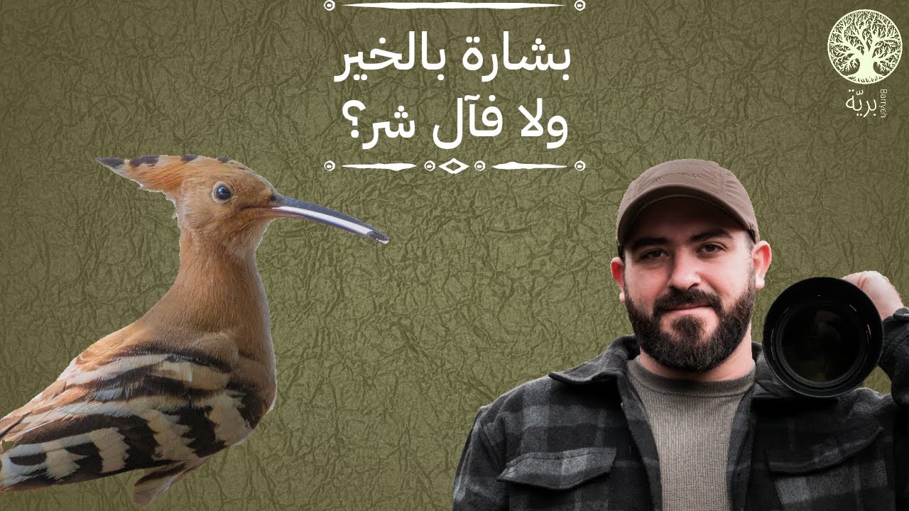 بريّة | هل الهدهد هو رمز للحظ وبشارة بالخير، ولا رمز للشرّ وفآل سيء؟