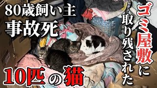 【SOS】80歳の飼い主事故死。ゴミ屋敷に取り残された猫達の安否確認に向かいます。