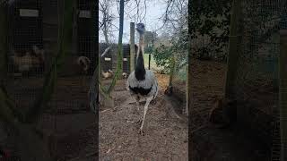 Be Sure To Watch And Listen To The End.