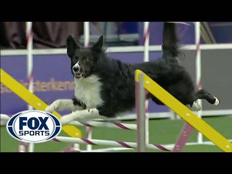 Verb captures 2019 WKC Masters Agility Grand Champion title | FOX SPORTS