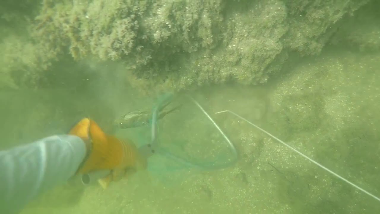 Fishing & Lobstering in the Florida Keys YouTube