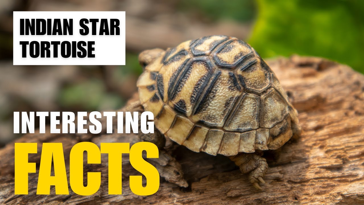 Exploring the Fascinating World of  Indian Star Tortoise | Interesting Facts | The Beast World
