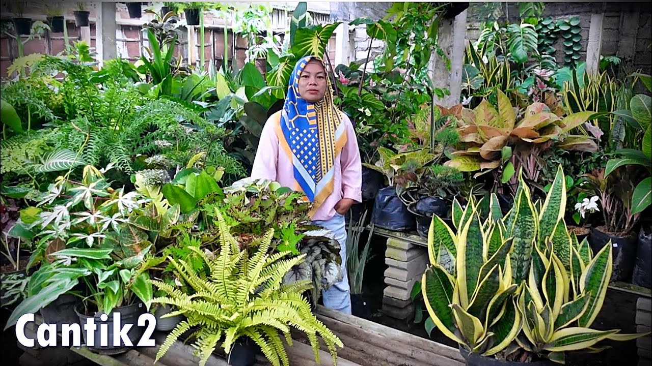 Spill Banyak Tanhis Cantik2 Seger2 Sehat2 Josh2