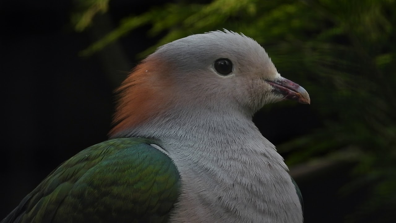 Close-up Green Imperial-Pigeon