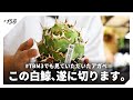 あのアガベ白鯨を遂に切る決心が付きました。|胴切り|イシスメンシス/チタノタ/オテロイ