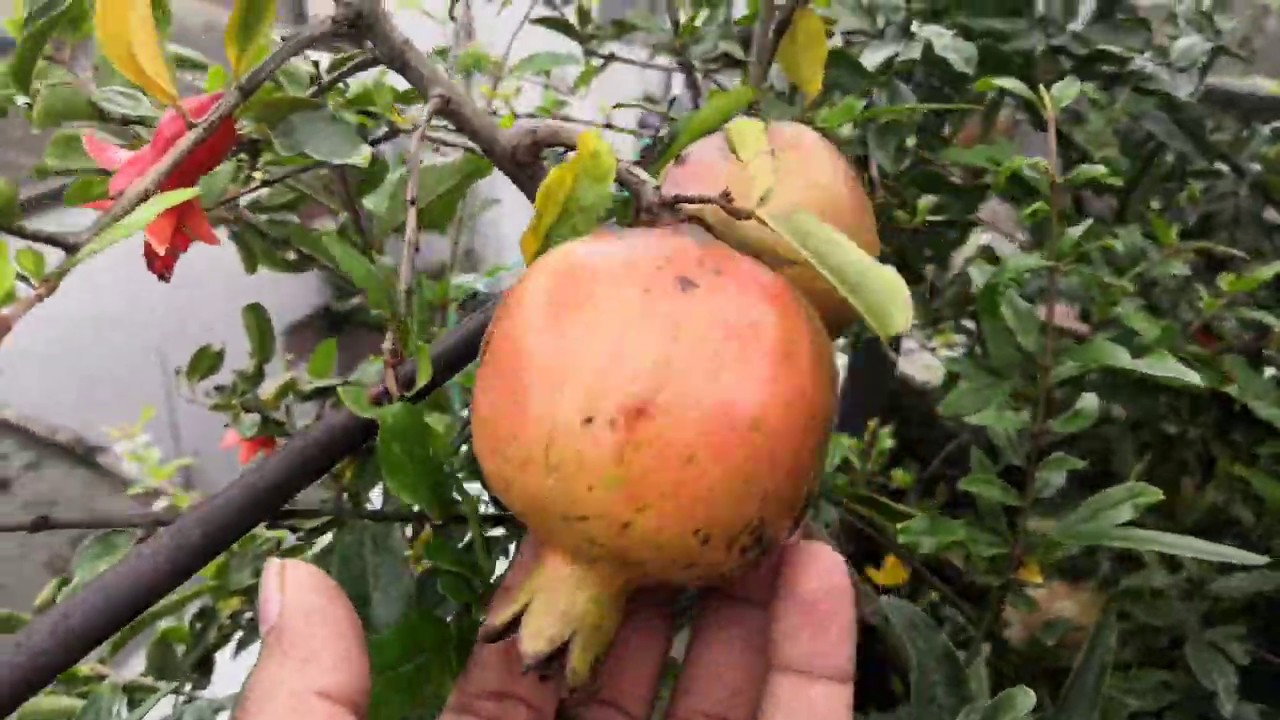 When Does A Pomegranate Tree Bear Fruit / Nikitskii ranni 'Pomegranate