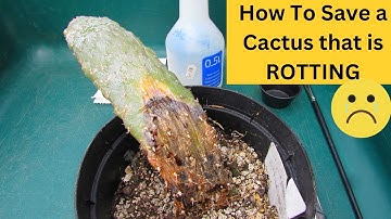 How to save a Cactus that is ROTTING #cactus #cacti