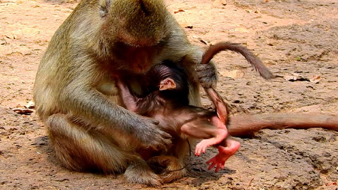 Oops! What's Mother Elsa Doing Newborn Baby Ellen Like this! So Poor Baby Monkey!