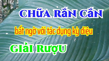 phát hiện bất ngờ! giải rượu chữa rắn cắn bằng lá dong. THẢO DƯỢC VIỆT