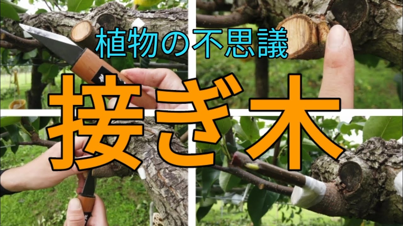 【接ぎ木とは？】接ぎ木のやり方、仕組みについて