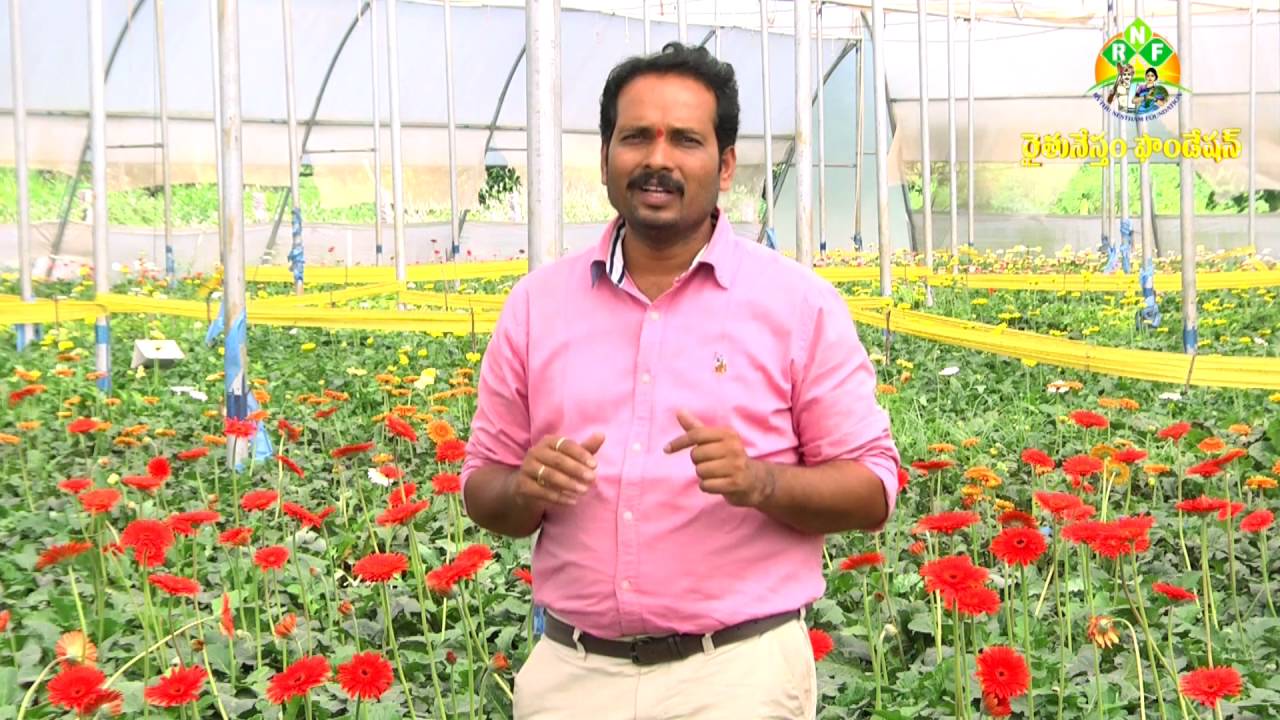 Success story of Zerebera cultivation  by Software Enginner Sama Ellareddy