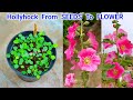 Hollyhock From Seeds To Flower / Hollyhock Flower Plant From Seeds How To Grow At Home