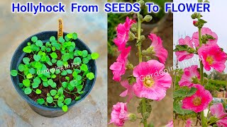 Hollyhock From Seeds To Flower / Hollyhock Flower Plant From Seeds How To Grow At Home