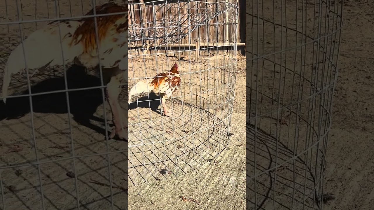 Qaib team shutdown ej bloodline money line 