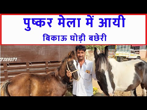 किसान की बिकाऊ घोड़ी बछेरी पुष्कर मेला बाज़ार 2023 Pushkar Horse Fair 2023 Pushkar Horse Market Video @SANJEEVKUMARGUPTA