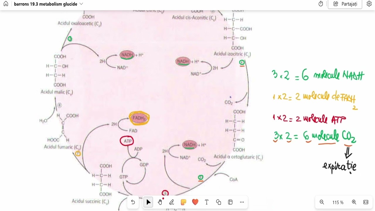 Бэрронс 19.3 Углеводный обмен