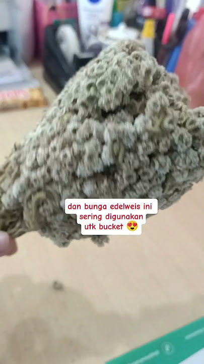 Gak sengaja pake bunga abadi nya temen, untung ada yg jual bunga edelweiss online #bungaabadi