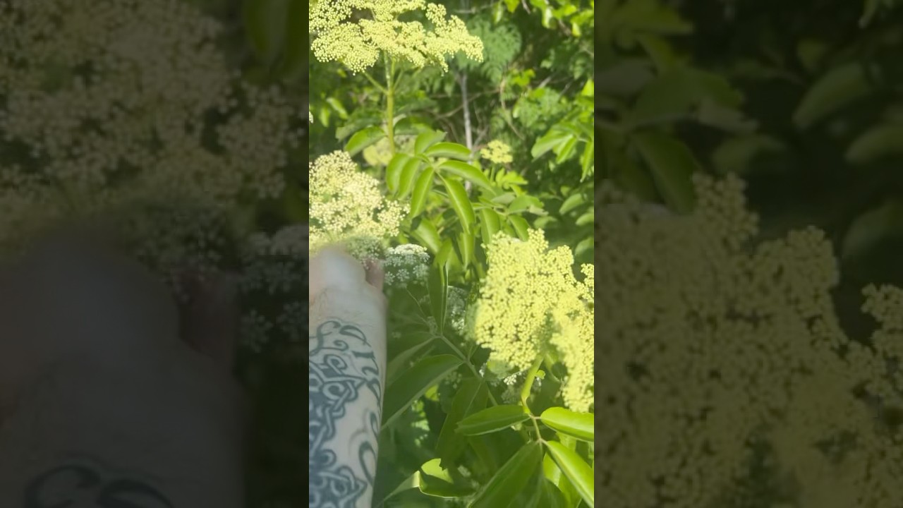 This is why plant ID is crucial 