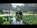 How to grow Fig Trees with detailed description