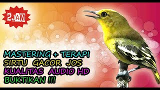 Cipoh Gacor Audio - Suara Sirtu Jernih Gemericik Air