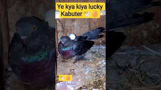 Ye Kya Kiya Lucky Kabutar 🕊️🥚...#viral #short #explore #kabootar #egg #anda #youtubeshorts #minivlog