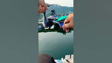 Câu Cá Dò Bằng Cần ikada - Máy Shimano Catana 3000 HG