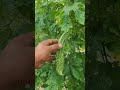করলা খেলে কি কি উপকার ও কিকি অপকার হতে পারে। #shortsvideos #farming #nature #motivation #viralvideo