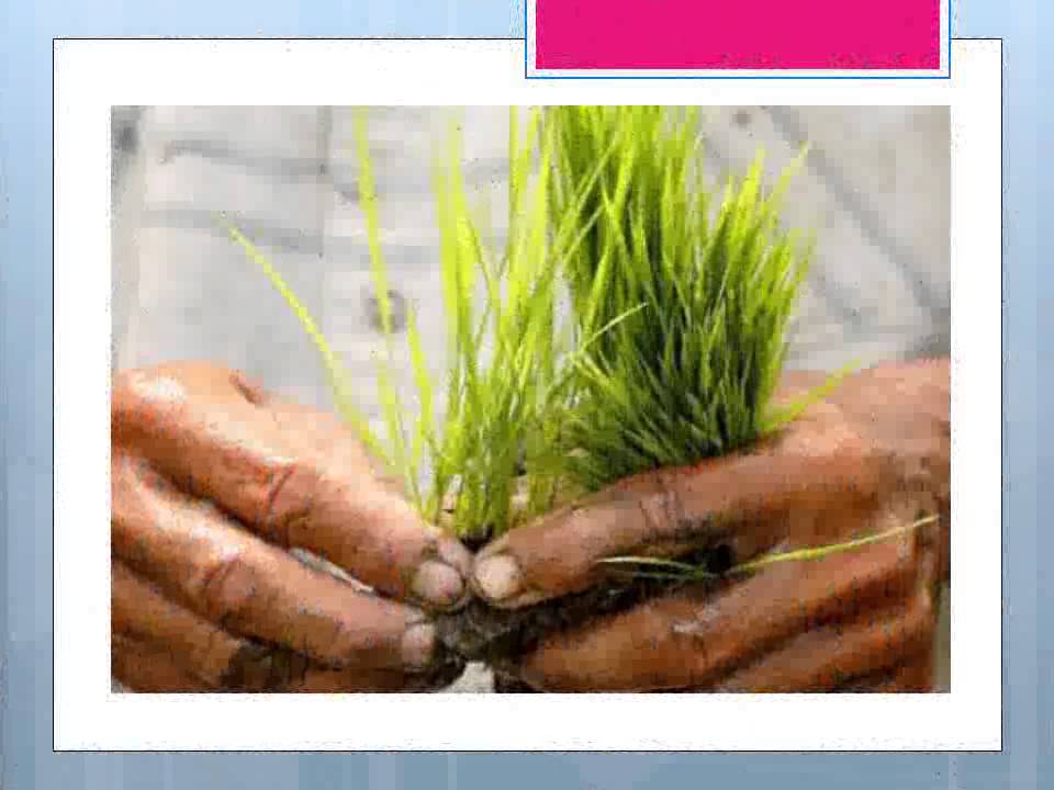 How To Make Gray Hair The Color Black With Natural Herbs YouTube