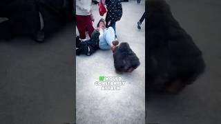 The most aggressive monkey in town met the kindest grandma. Here’s what happened #animals #shorts