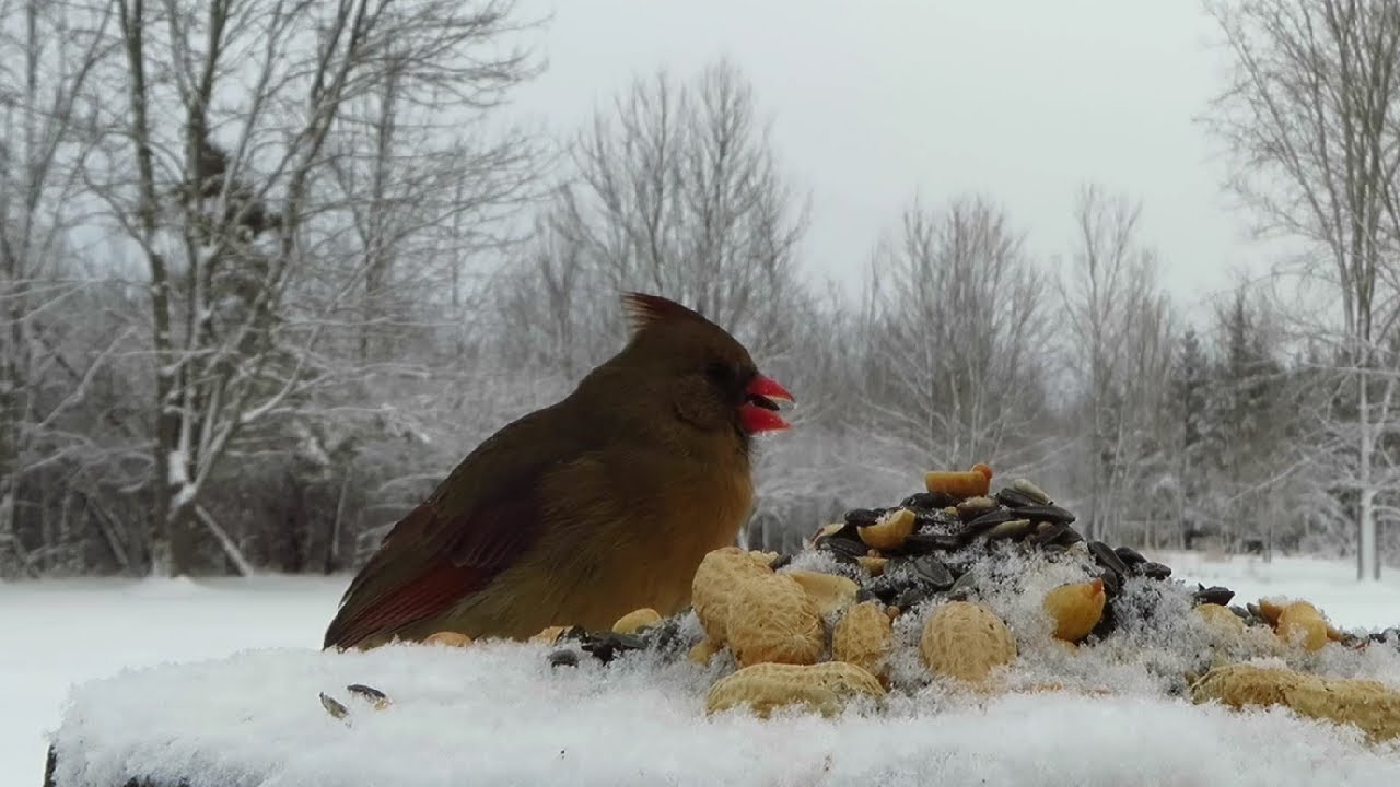 Female northern cardinal cracking open sunflower seeds on a snowy winter afternoon