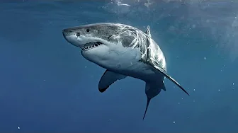 58 Stunning Shark Pictures