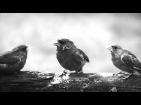 Beatbox Bird - Unexpected Tweet - Beatboxing Bird Official Advert