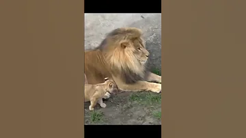 The Lion King Simba 