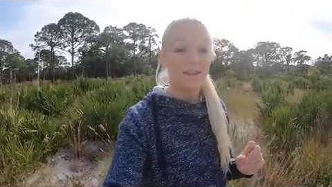 Gopher Tortoise, Florida