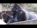 父ゴリラの側が好きで、1人戻って来て遊ぶキンタロウ⭐️Gorilla【京都市動物園】Kintaro like his father's side and came back alone to play