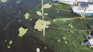 Algae Task Force Targets Septic Tanks and Agriculture