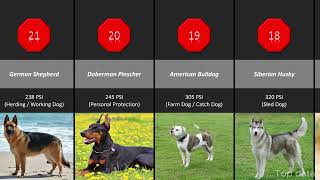 Which Dog Breed Has the Strongest Bite Force in the World? Let's See #topdata #2025 #animals 🐶