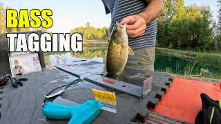 Backyard Bass Pond - Tagging the Bass