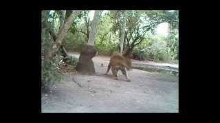 Video 24. Jaguare Yoga