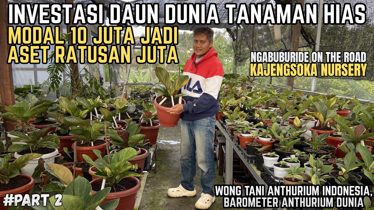 INVESTASI TANAMAN HIAS ANTHURIUM JEMANI‼️DARI MODAL 10 JUTA JADI ASET RATUSAN JUTA😱