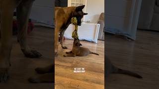 Dad Vs Puppy Tug Of War #puppy #doglife #dogfunny