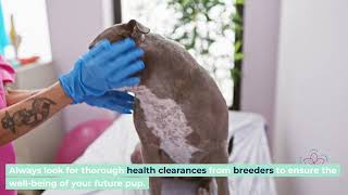 F1BB Mini Goldendoodle Guide 2024 Hypoallergenic,
