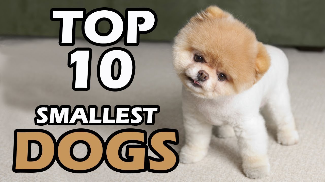 TOP 10 SMALLEST DOG BREEDS YouTube