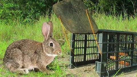 Simple Rabbit Trap - Technique Build Easy Rabbit Trap Using Plastic Basket